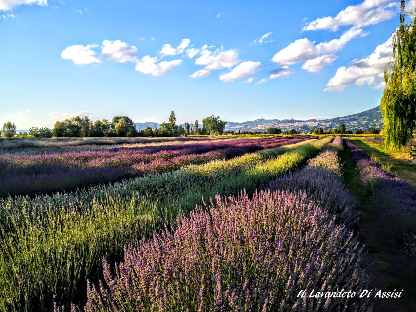 Assisi Rental Vespa ‘150cc – Full Day