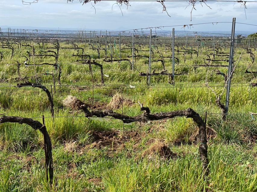 Frascati: Tour in E-Bike With Wine Tasting - Full Description