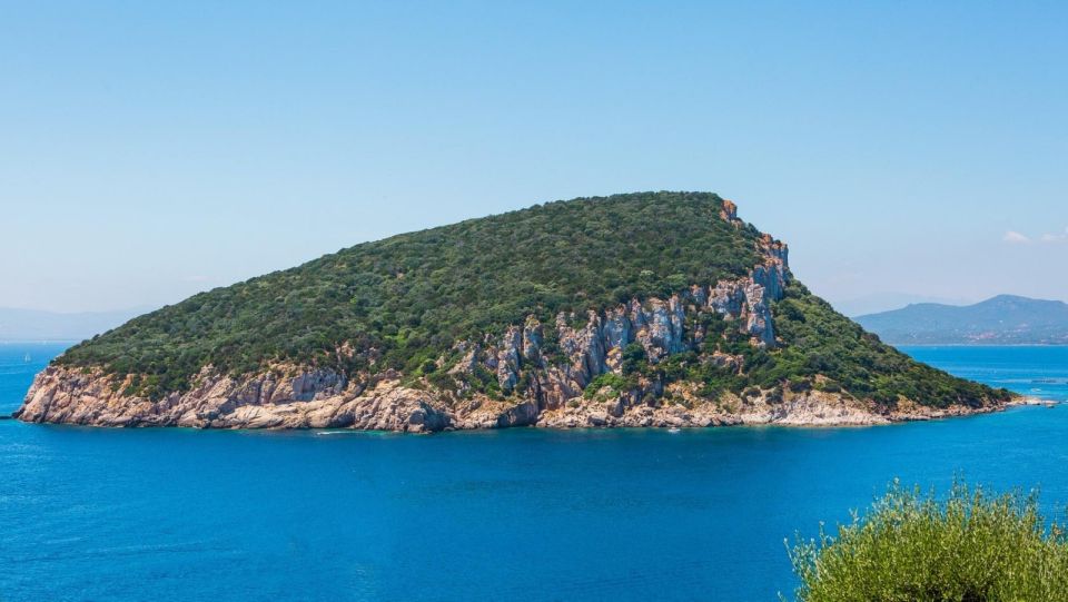 Golfo Aranci: Dolphin Watching and Snorkeling Boat Tour - Tour Reviews