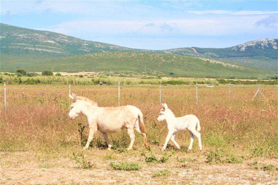 Alghero: Golf Car Hire in Porto Conte Natural Park - Customer Reviews