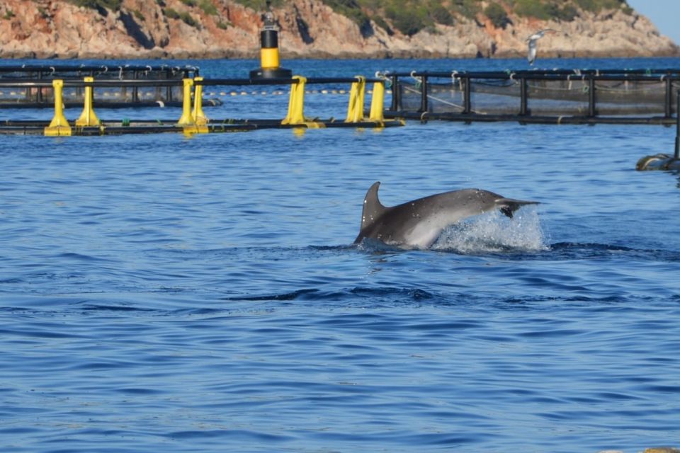 Golfo Aranci: Dolphin Watching and Snorkeling Boat Tour - Customer Testimonials