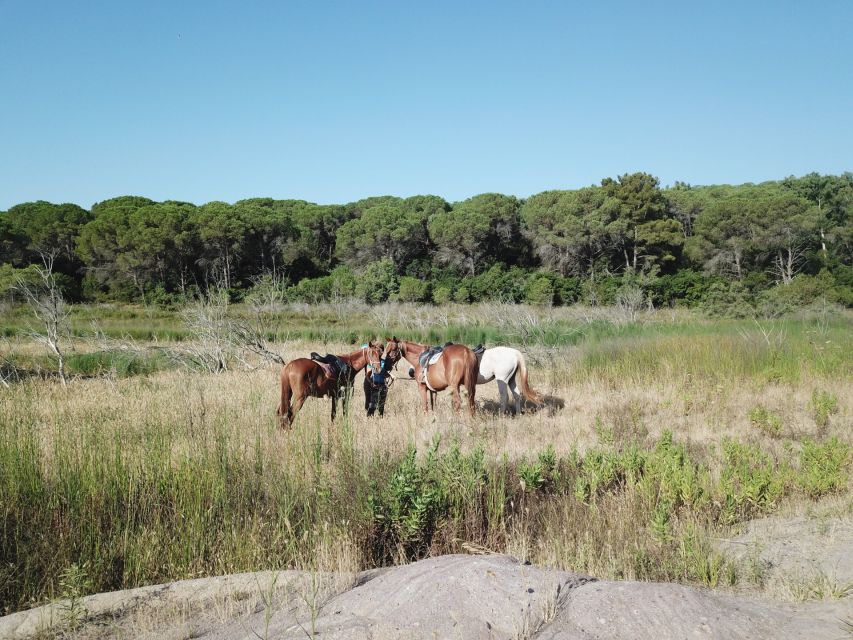 Alghero: Guided Horseback Ride at Lake Baratz & Porto Ferro - Just The Basics