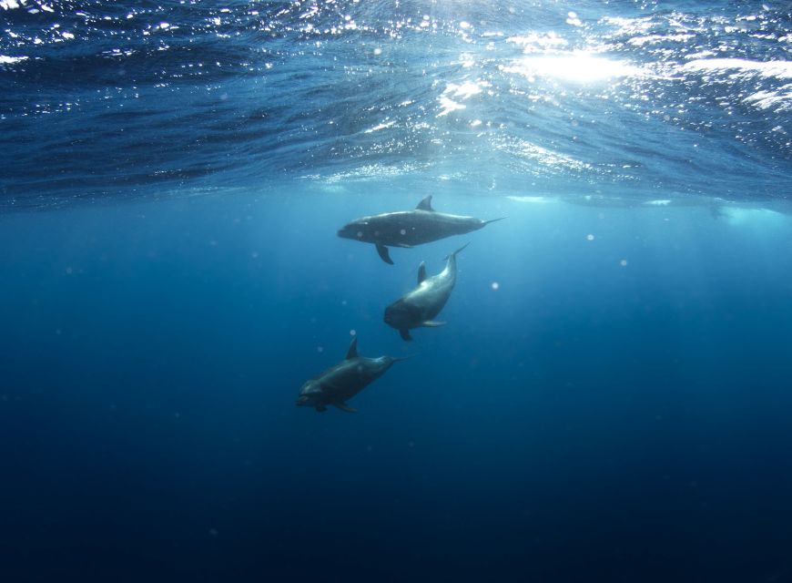 Golfo Aranci: Dolphin Watching and Snorkeling Boat Tour - Just The Basics