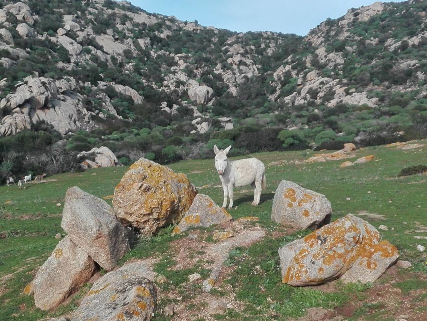 From Stintino: Asinara National Park Guided Tour by Minivan - Inclusions and Exclusions