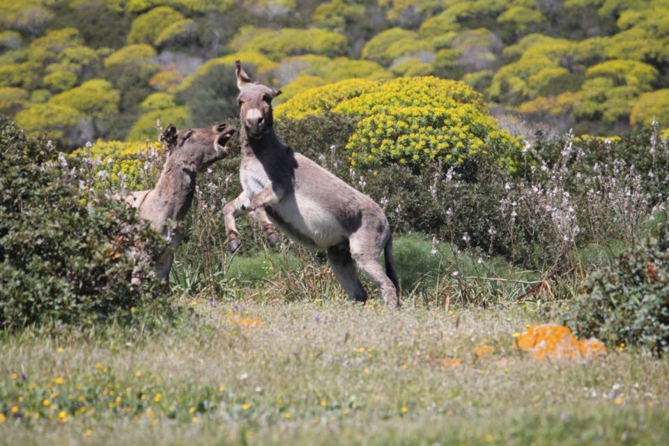 From Stintino: Asinara National Park Guided Tour by Minivan - Safety Guidelines