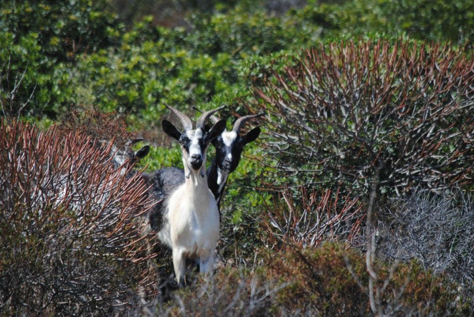 From Stintino: Asinara National Park Guided Tour by Minivan - Customer Testimonials