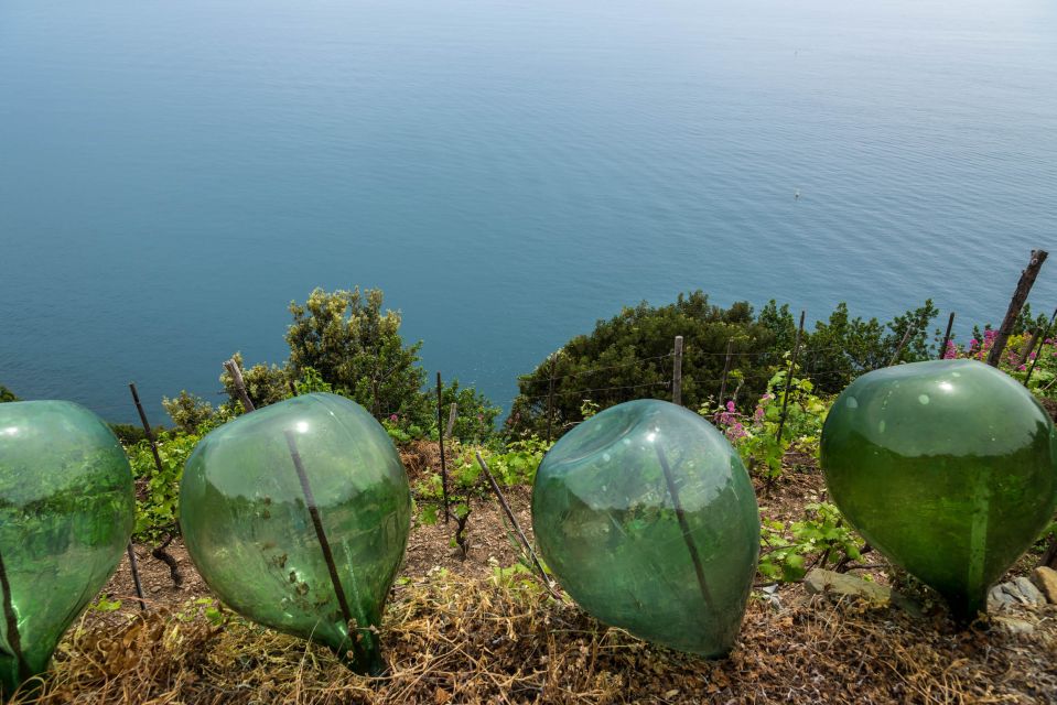 Riomaggiore: Vineyard & Wine Cellar Tour With Wine Tasting - Final Words