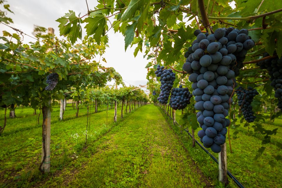 The Town of Fine Towers: San Gimignano and Vernaccia Wine - Just The Basics